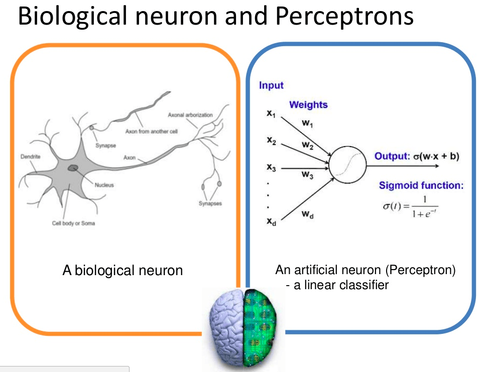 Biological Neurons and Perceptrons